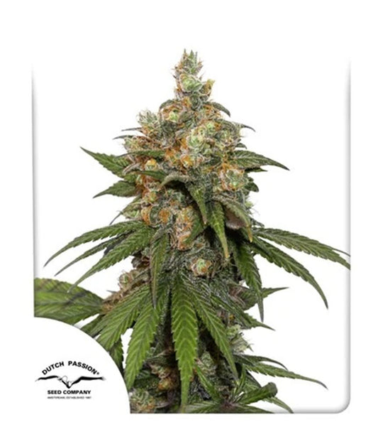 HiFi 4G feminisierte Cannabissamen