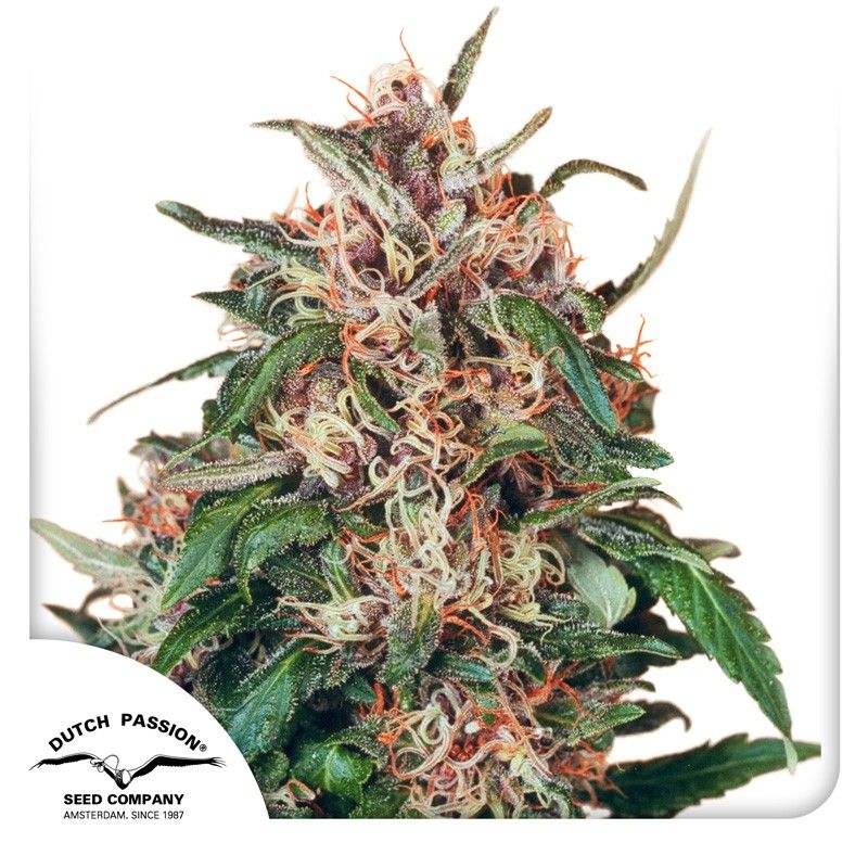 Hollands Hope feminisierte Cannabissamen