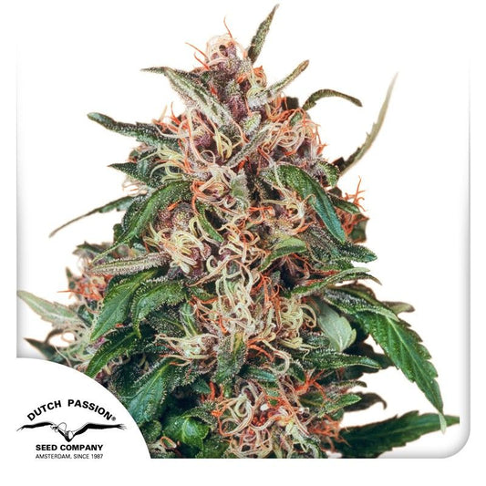 Hollands Hope feminisierte Cannabissamen