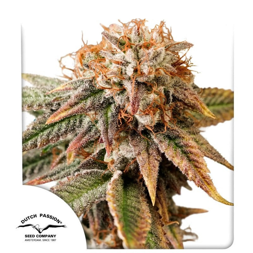 Kingston Punch Automatic Cannabissamen