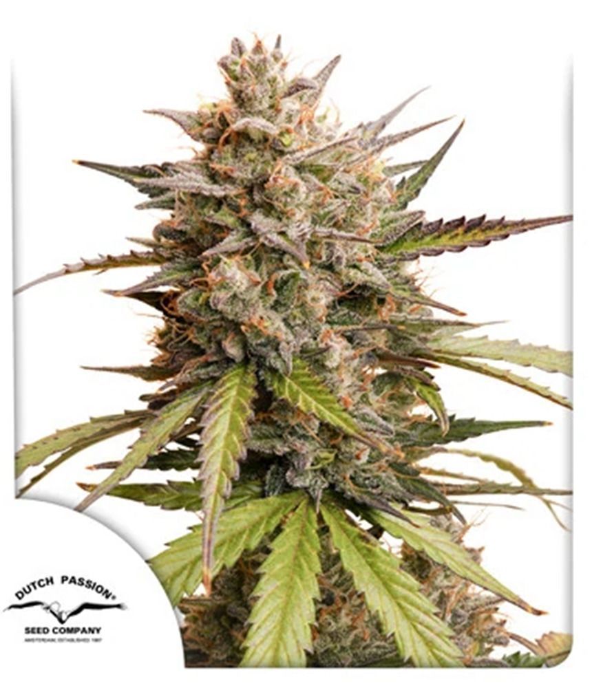 Melonade Runtz Automatic Cannabissamen