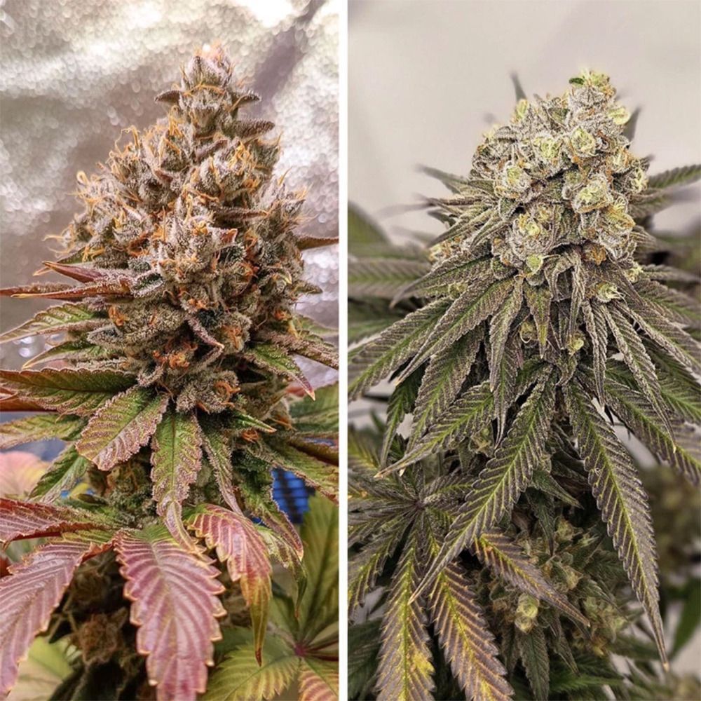 Melonade Runtz feminisierte Cannabissamen