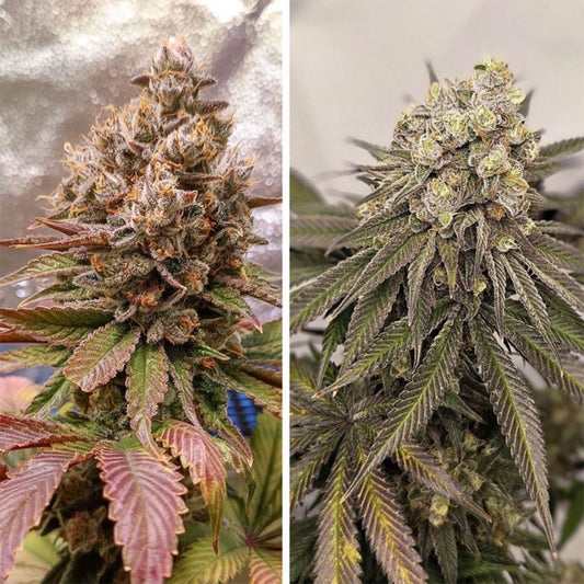 Melonade Runtz feminisierte Cannabissamen