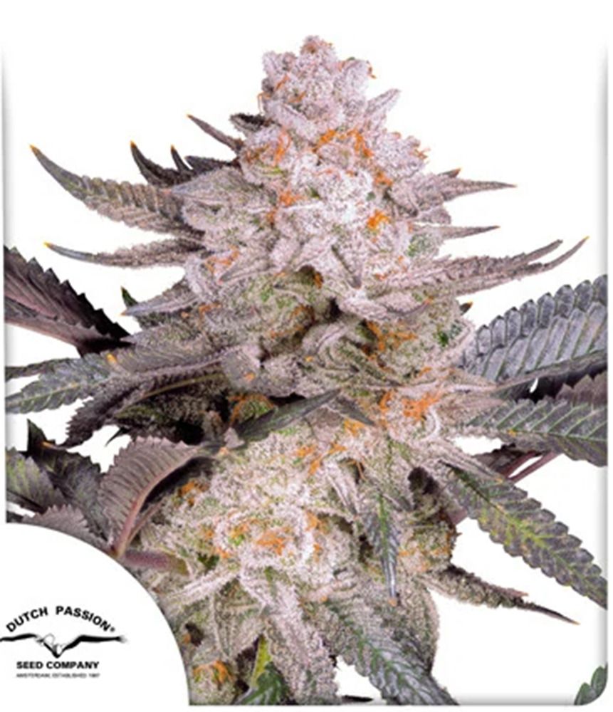 Orange Bud 2.0 feminisierte Cannabissamen