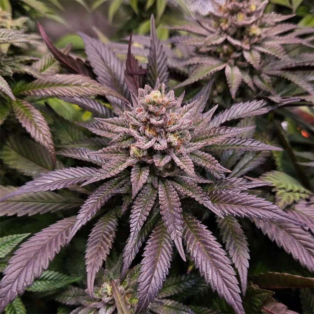 Dutch Passion Orange Bud 2.0 Feminsierte Hanfsamen Cannabisblüte