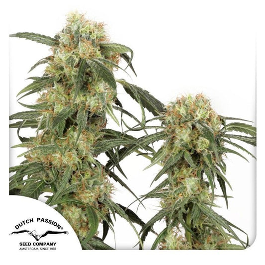 Pamir Gold feminisierte Cannabissamen