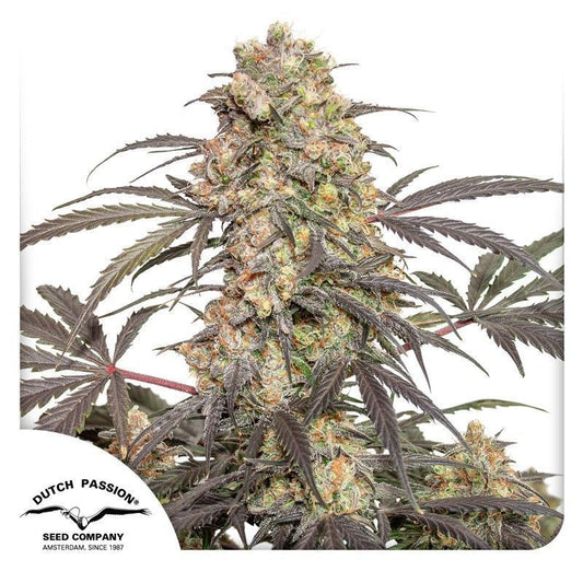 Passion Fruit feminisierte Cannabissamen