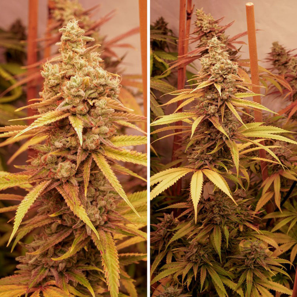 Dutch Passion Pink Banana Runtz Feminisierte Hanfsamen Cannabisblüte