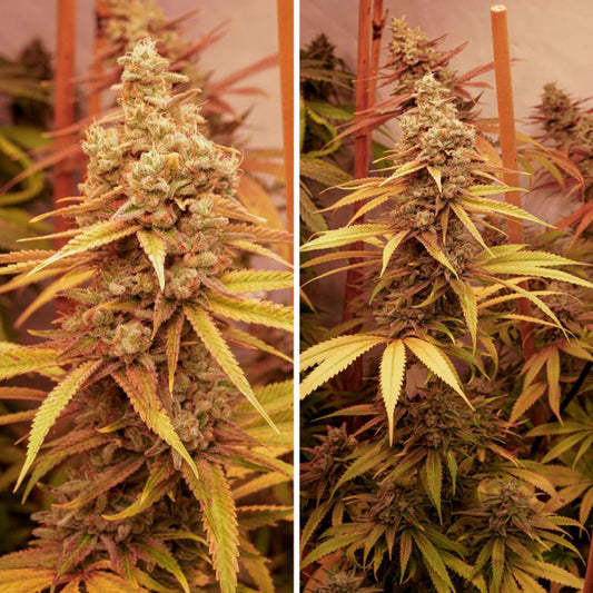 Dutch Passion Pink Banana Runtz Feminisierte Hanfsamen Cannabisblüte