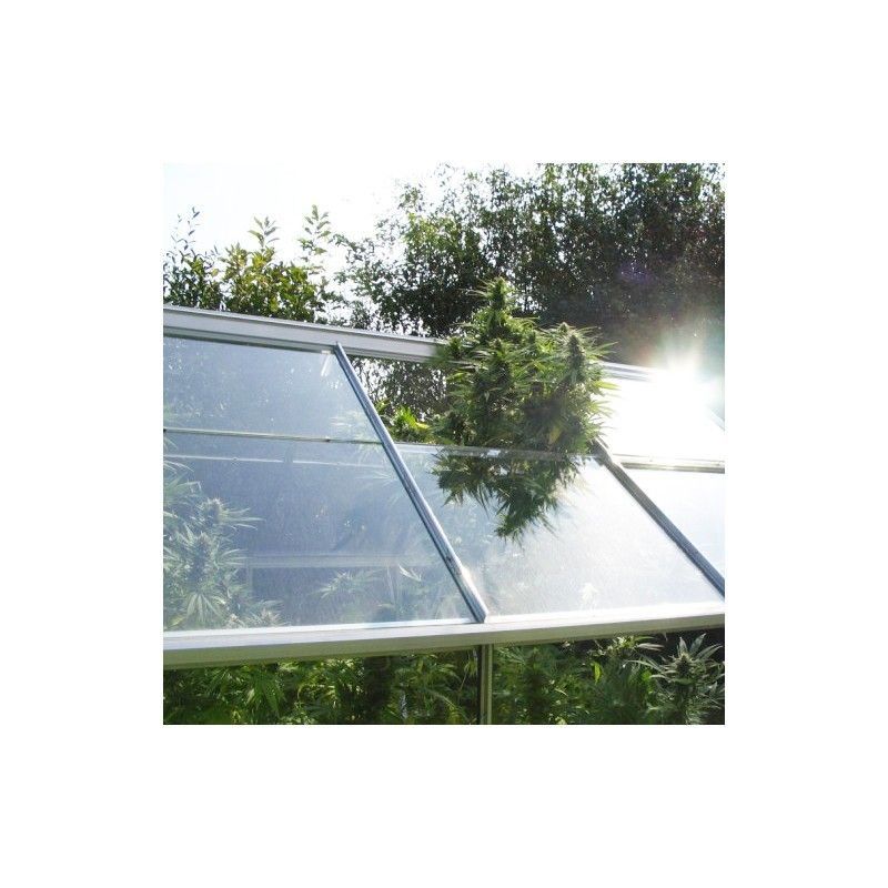 Dutch Passion Shaman Hanfpflanze Blüten