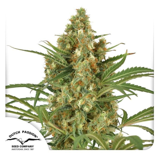 Snow Bud feminisierte Cannabissamen