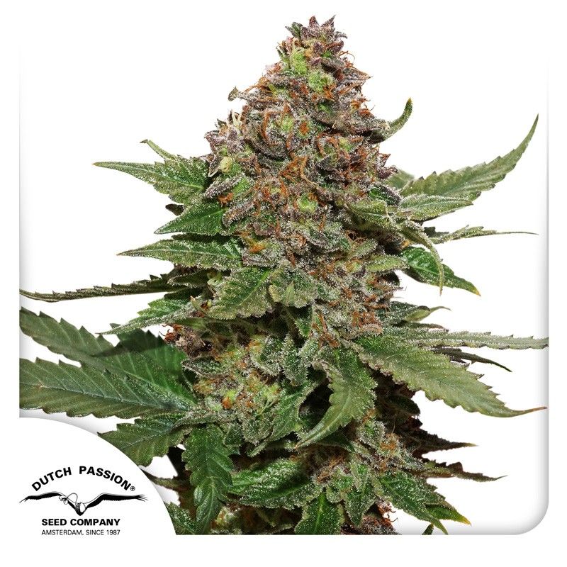 Strawberry Cough feminisierte Cannabissamen