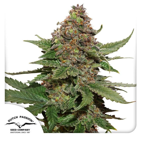 Strawberry Cough feminisierte Cannabissamen