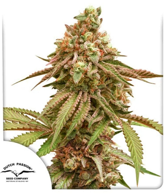 Tropical Tangie feminisierte Cannabissamen