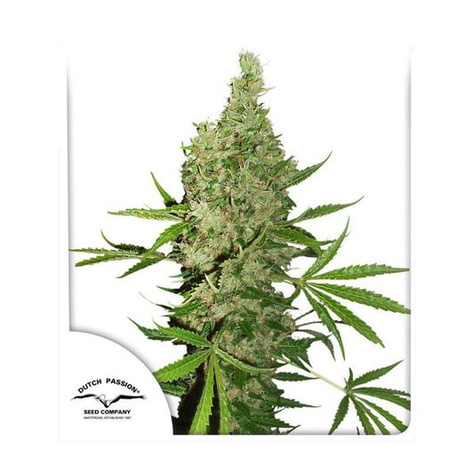 White Widow X The Ultimate reguläre Cannabissamen