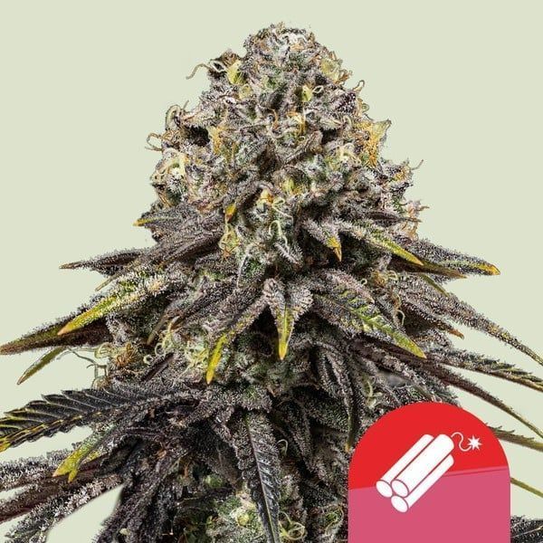 Dynamite Diesel feminisierte Cannabissamen