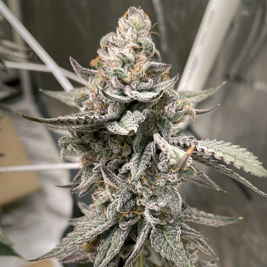 Elev8 Seeds Beaver Cookies Feminisierte Hanfsamen