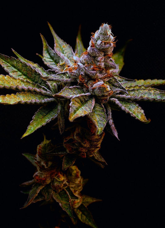 Elev8 Seeds Birthday Punch Feminisierte Hanfsamen Cannabisblüte