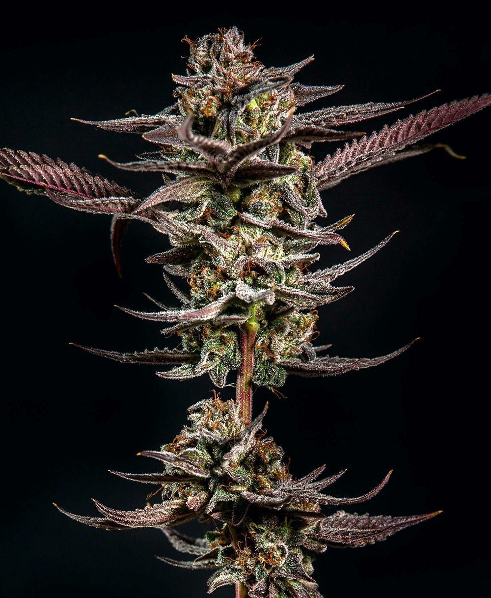 Gelato Kiss feminisierte Cannabissamen