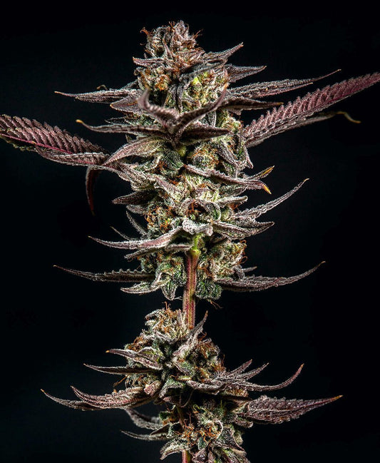 Gelato Kiss feminisierte Cannabissamen