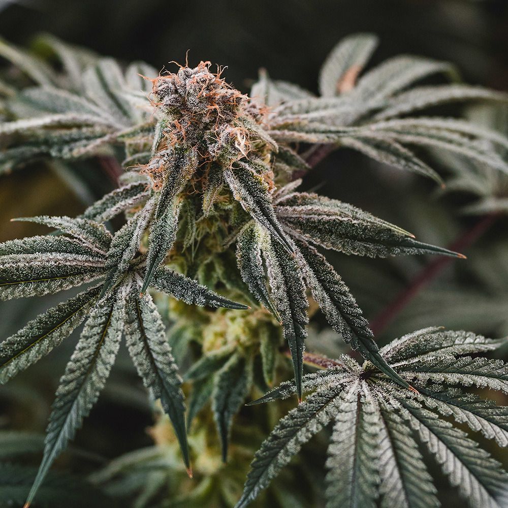 Elev8 Seeds Gelato Punch Feminisierte Hanfsamen Cannabisblüte