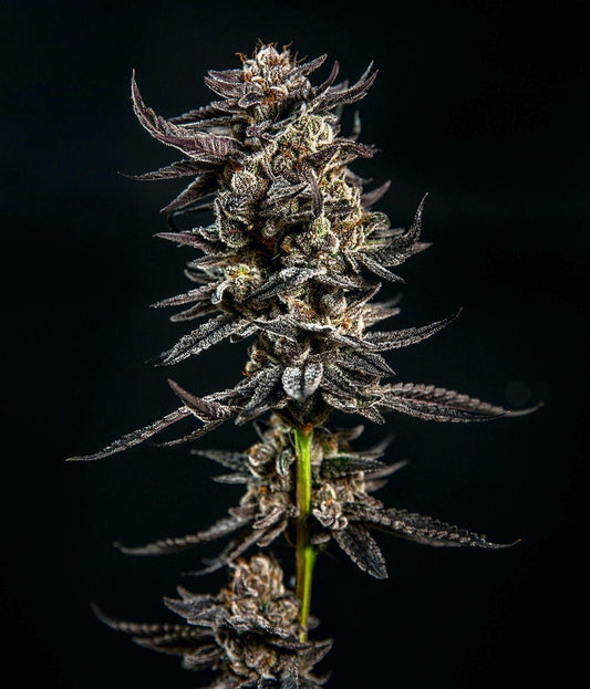 Elev8 Seeds Gelatomo Feminisierte Hanfsamen Cannabisblüte