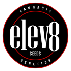 Elev8 Seeds Cannabissamen