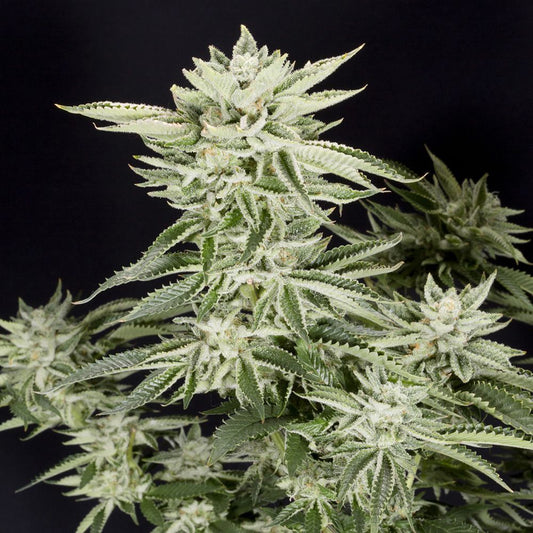 Elev8 Seeds Sherbet S1 Feminisierte Hanfsamen Cannabisblüte