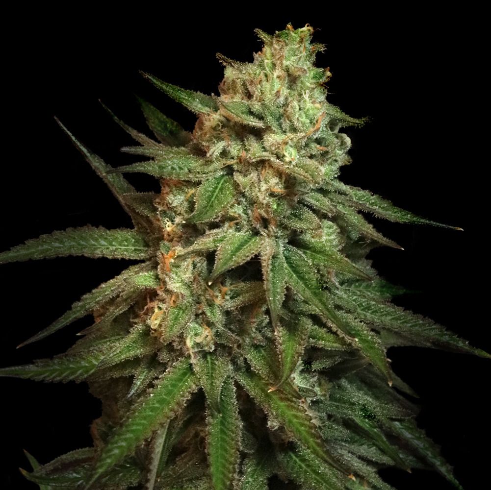 Elev8 Seeds Sour Snoop's Apple Frizzle Feminisierte Hanfsamen Cannabisblüte
