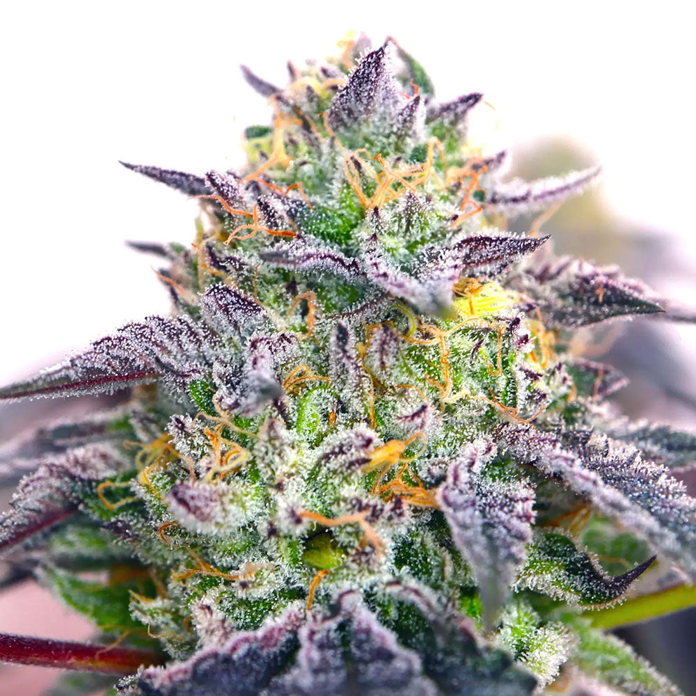 Elev8 Seeds Spicy Guava Feminisierte Hanfsamen blüte