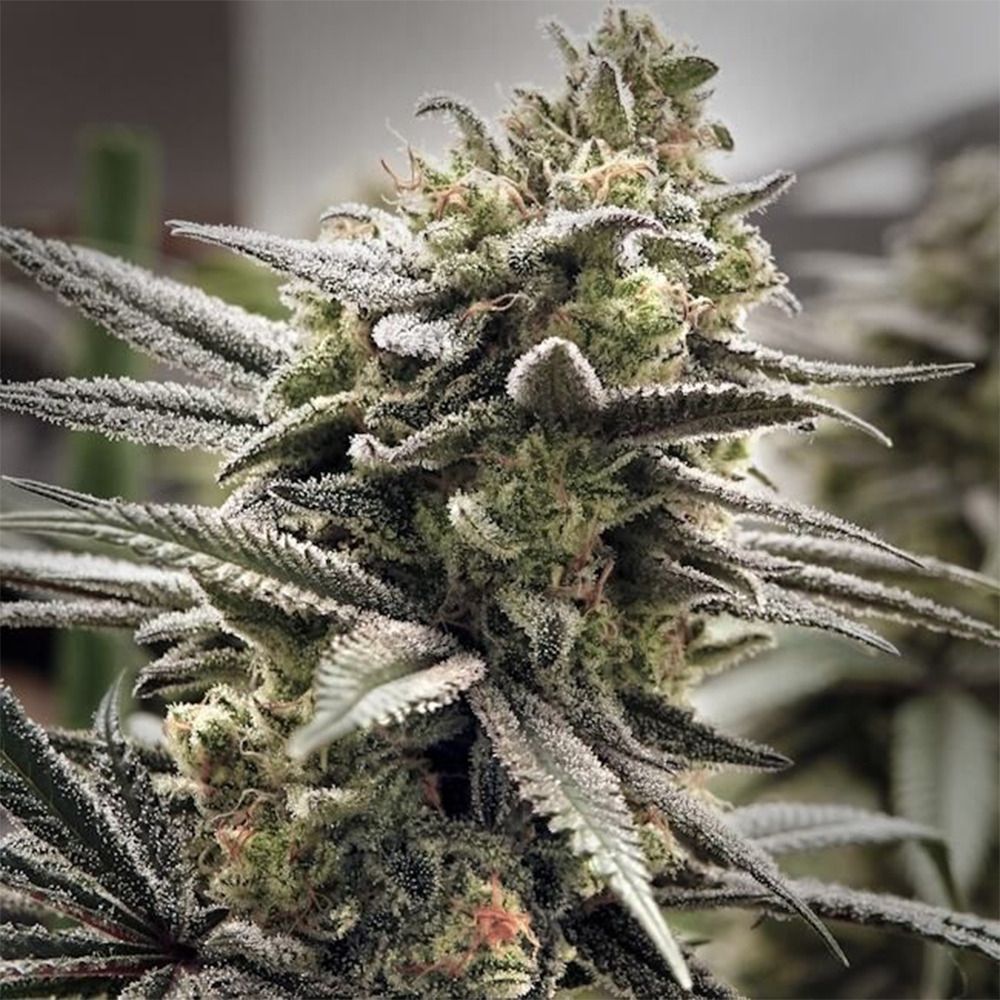 Elev8 Seeds Thundersnow Feminisierte Hanfsamen Cannabisblüte