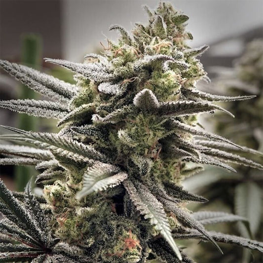 Elev8 Seeds Thundersnow Feminisierte Hanfsamen Cannabisblüte