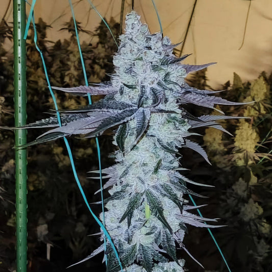 Ethos Genetics All The Sauces R1 Feminisierte Blüte