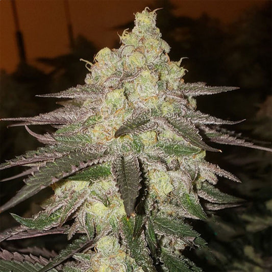 Ethos Genetics Banana Daddy RBX2 Hanfsamen Cannabisblüte