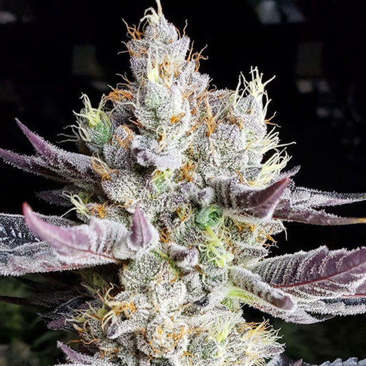 Ethos Genetics BooBerry Cookies RBX Feminisierte Hanfsamen Cannabisblüte