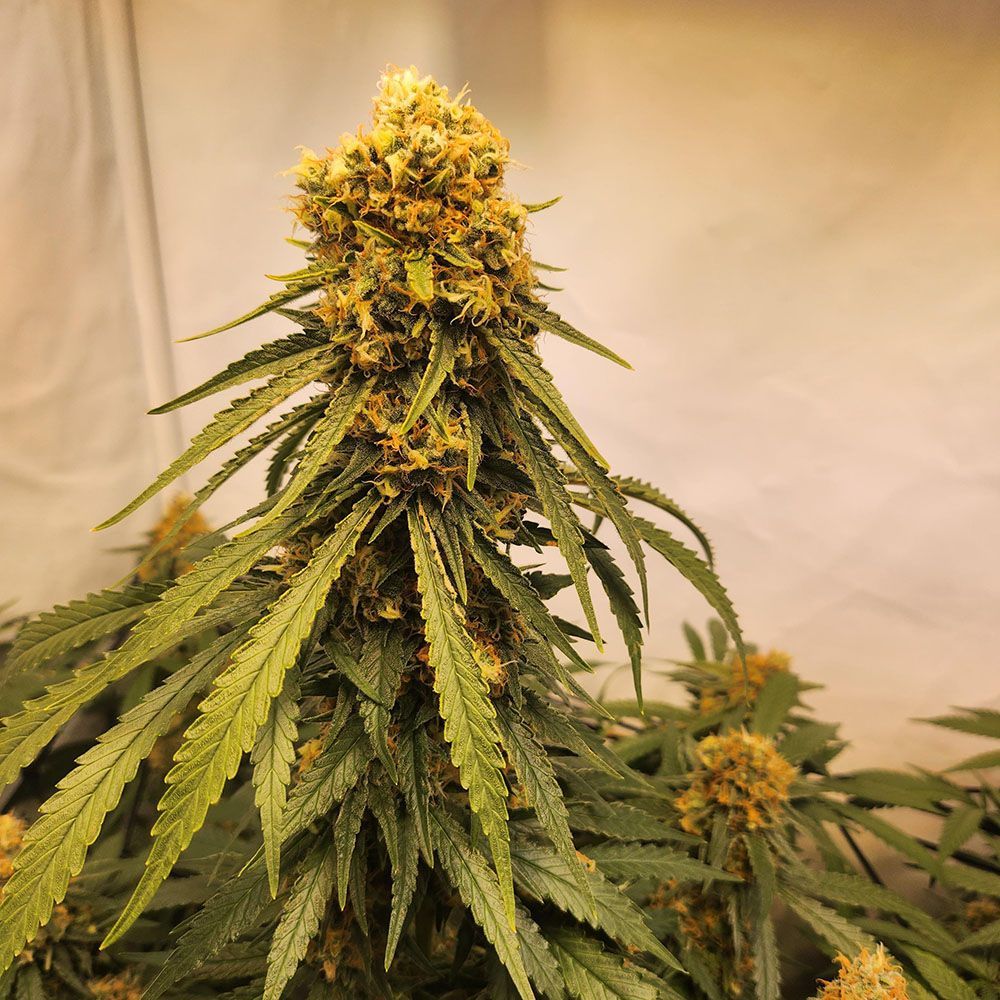 Ethos Genetics Candy Store RBX Feminisierte Hanfsamen Cannabisblüte