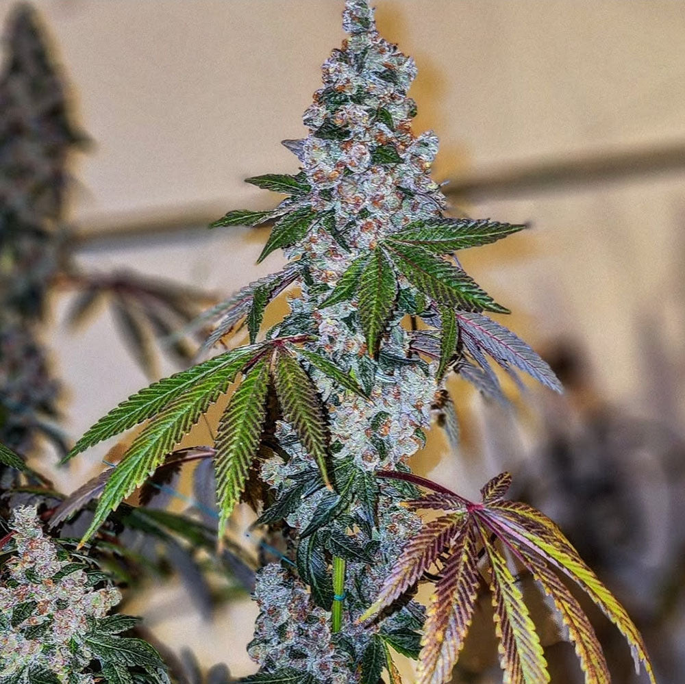 Ethos Genetics Cherry Pie OG S1 Feminisierte Blüte