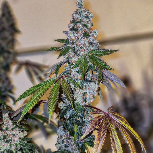 Ethos Genetics Cherry Pie OG S1 Feminisierte Blüte