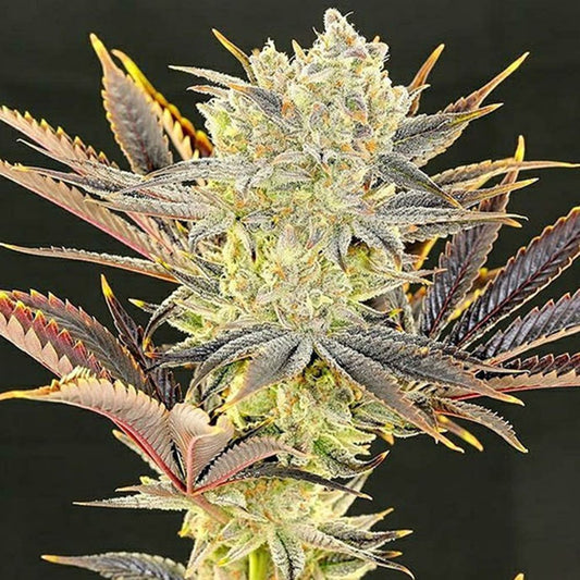 Ethos Genetics Citradelic Sunset Feminisierte Hanfsamen Cannabisblüte