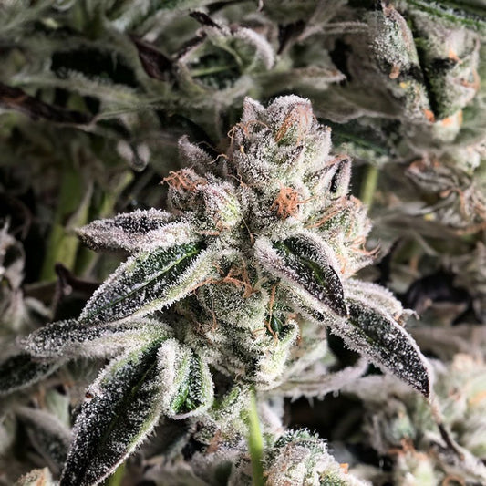 Ethos Genetics End Game RBX The Punch Line Feminisierte Hanfsamen Cannabisblüte