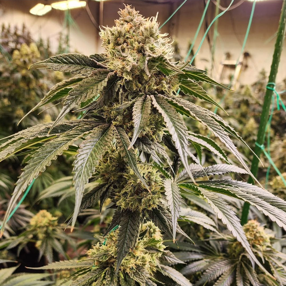 Ethos Genetics Dirty Banana Gen 1 Fast Feminisierte Blüte