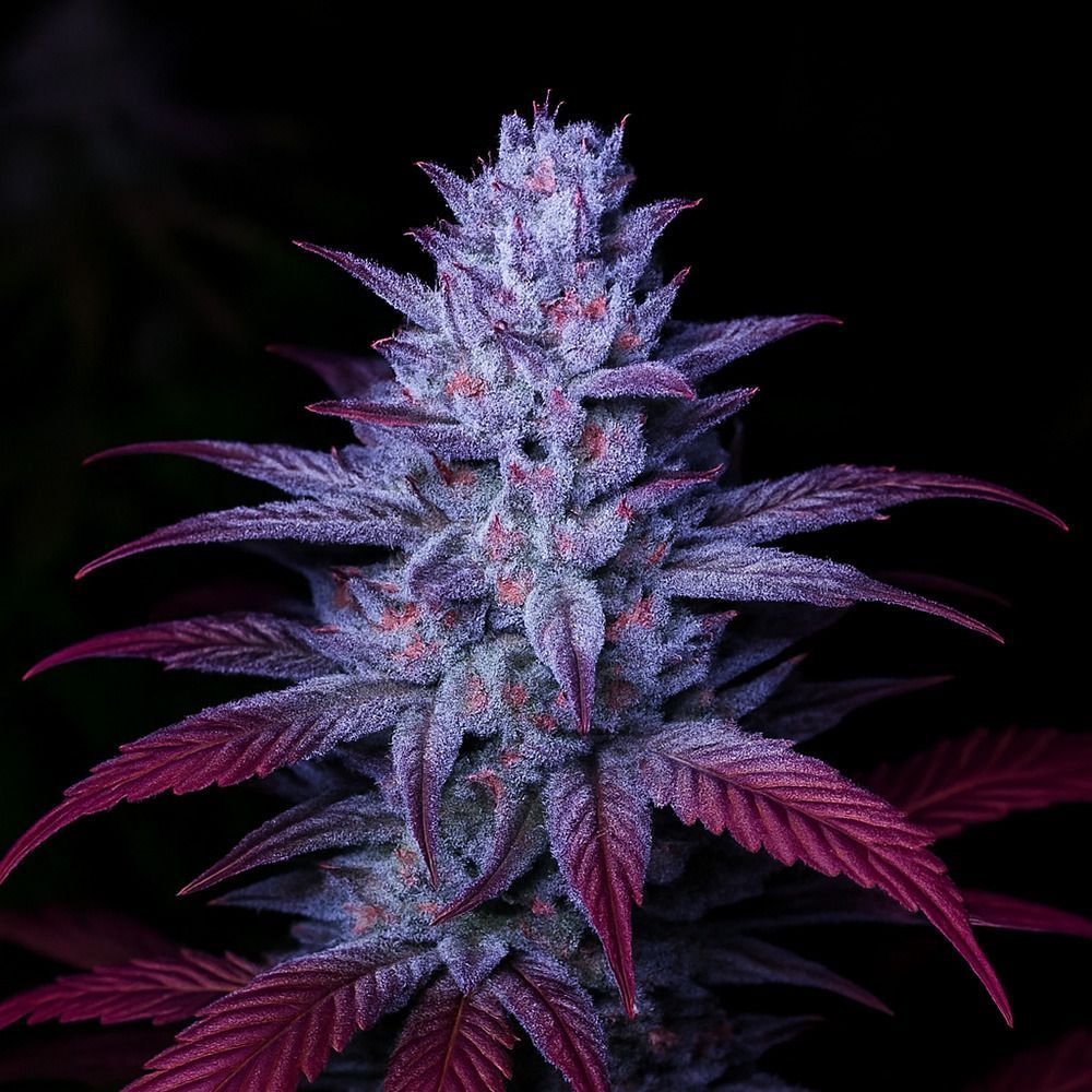 Early Lemon Berry RBX Feminisierte Blüte