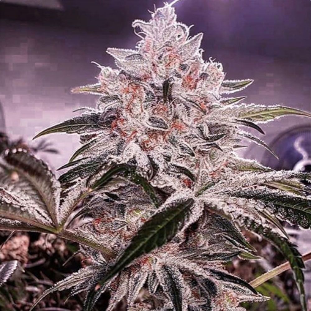 Ethos Genetics ETHOS Apex R1 Feminisierte Hanfsamen Cannabisblüte