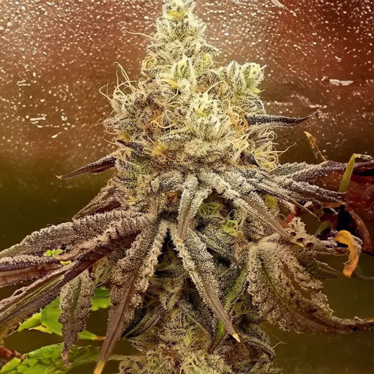 Ethos Genetics ETHOS Cookies R2 Feminisierte Hanfsamen Cannabisblüte