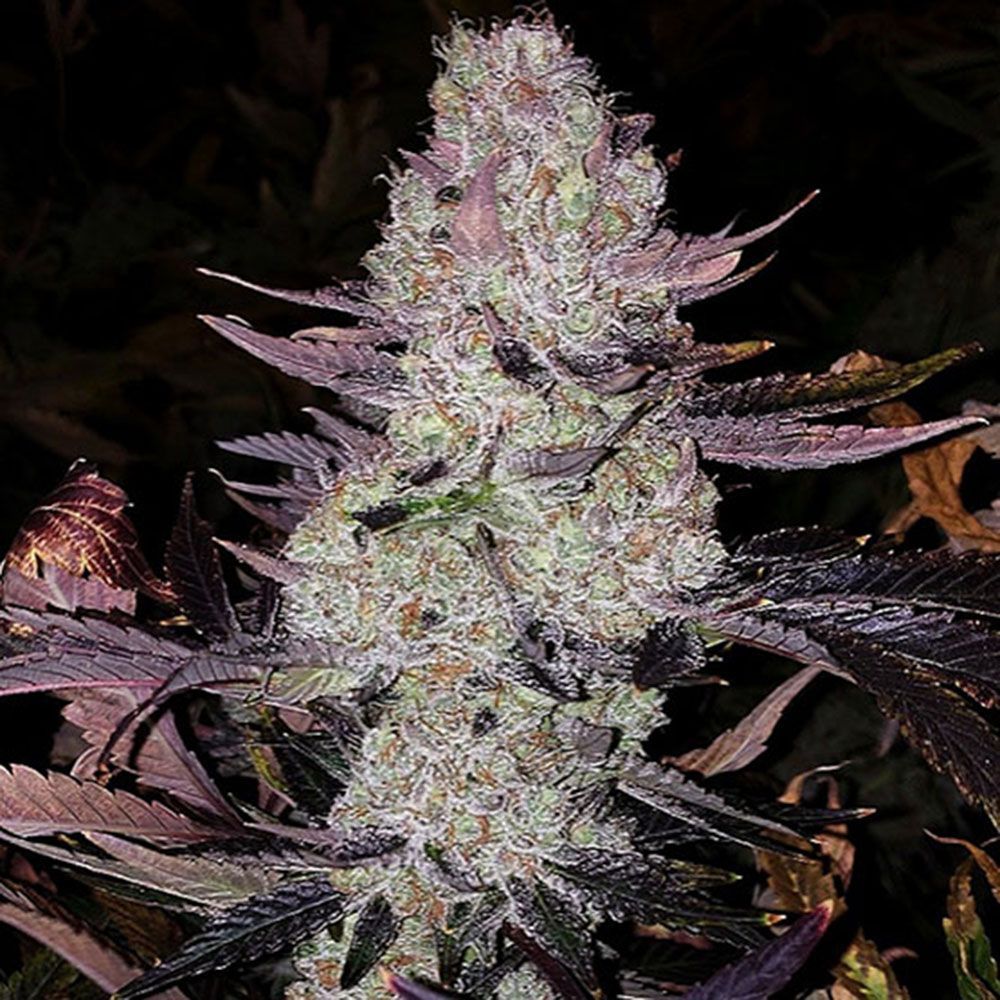 Ethos Genetics Grape Diamonds R2 Feminisierte Hanfsamen Cannabisblüte