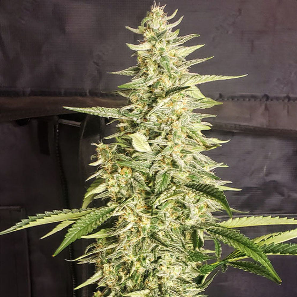 Ethos Genetics Inzane Auto Hanfsamen Cannabisblüte