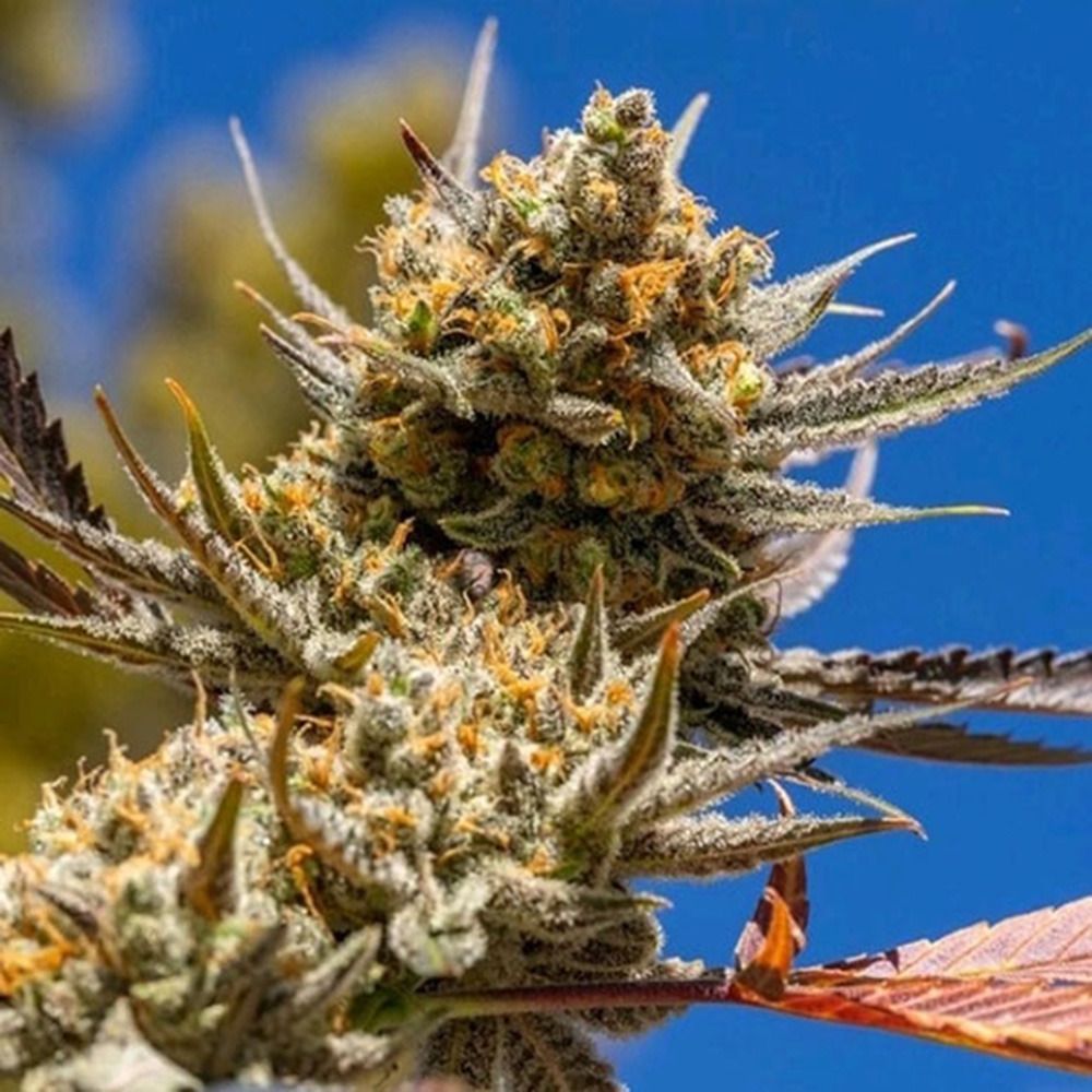 Ethos Genetics Lemon Berry Candy OG R2 Feminisierte Hanfsamen Cannabisblüte