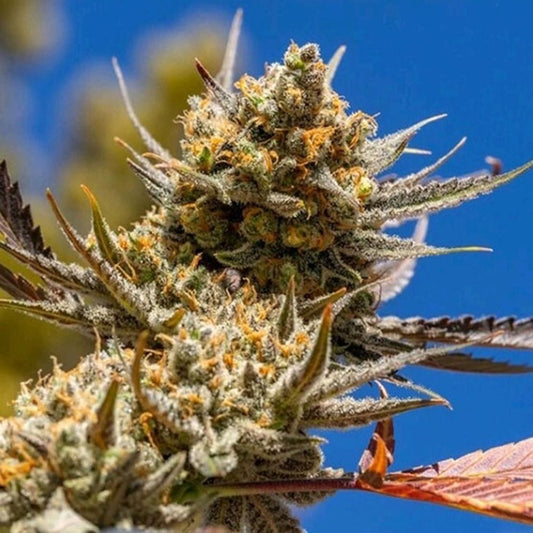 Ethos Genetics Lemon Berry Candy OG R2 Feminisierte Hanfsamen Cannabisblüte