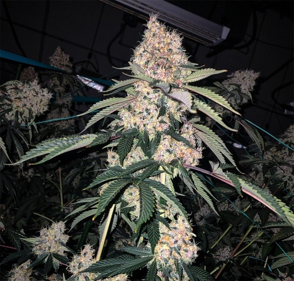 Ethos Genetics Lemon Whhip Haze IBL Feminisierte Blüte
