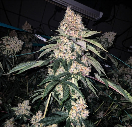 Ethos Genetics Lemon Whhip Haze IBL Feminisierte Blüte